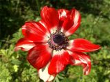 Anemone coronaria