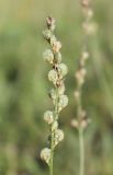 Onobrychis viciifolia
