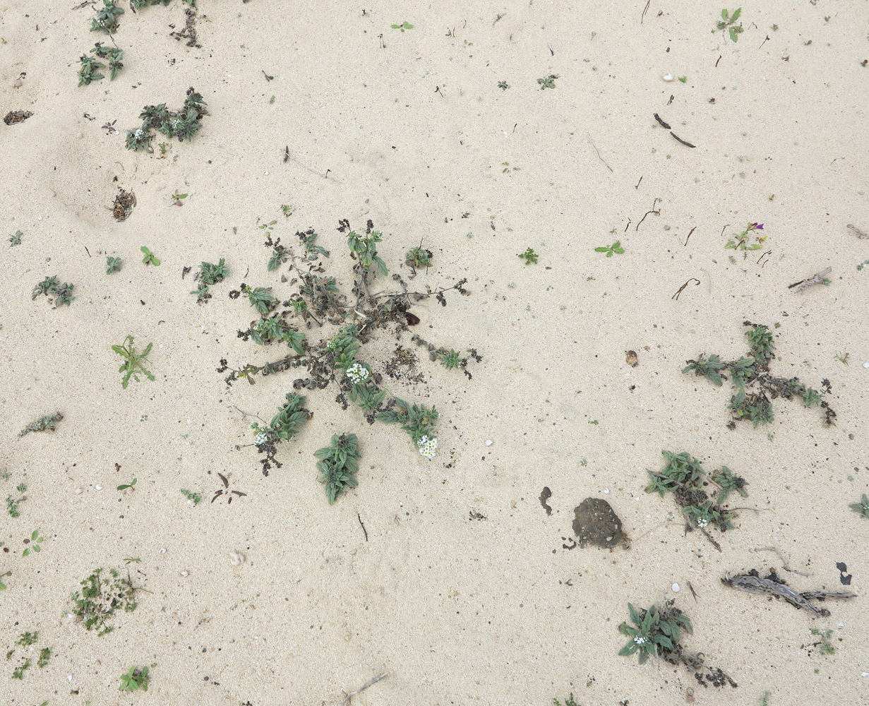 Image of Heliotropium erosum specimen.