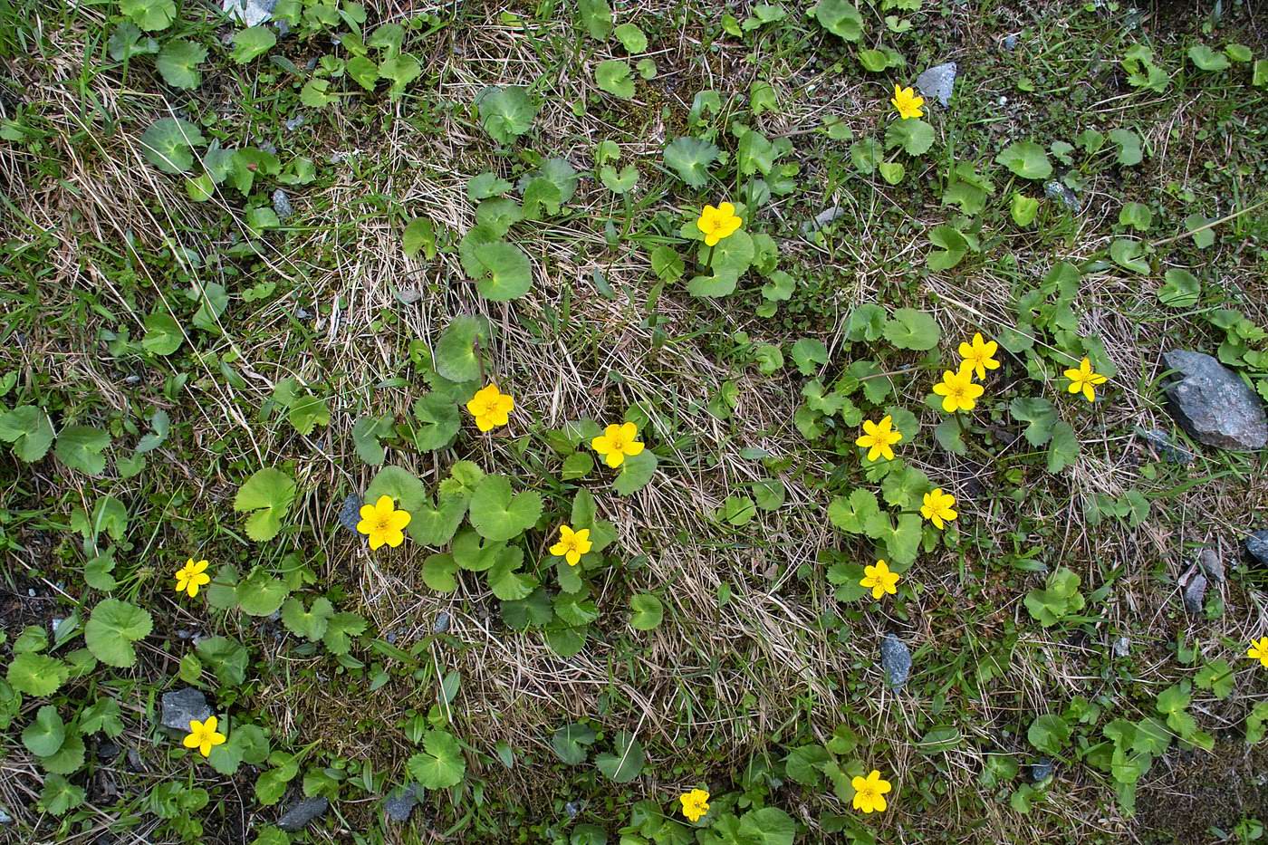 Image of genus Caltha specimen.