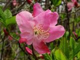 Rhododendron schlippenbachii