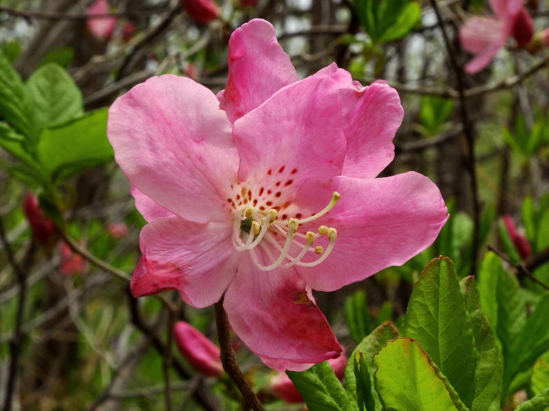 Image of Rhododendron schlippenbachii specimen.