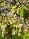 Ulmus laevis. Часть ветви с соплодиями. Псковская обл., Пушкиногорский р-н, усадьба Михайловское, в культуре. 08.05.2016.