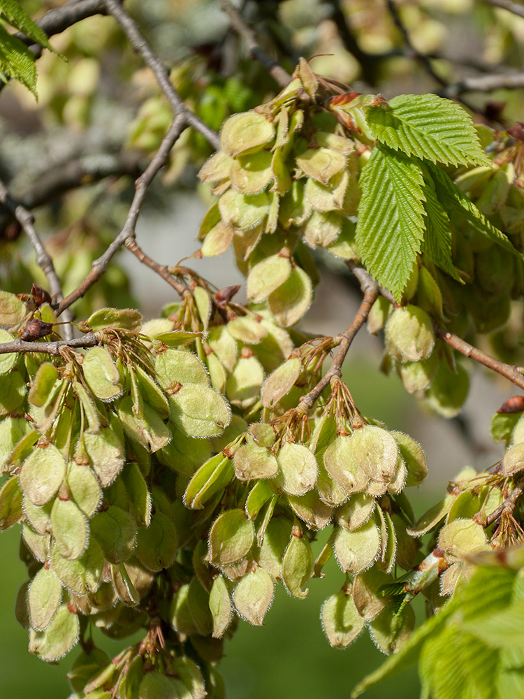 Изображение особи Ulmus laevis.