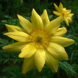 Adonis apennina