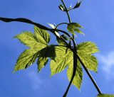 Humulus lupulus