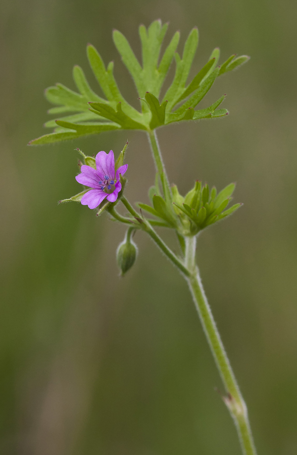 Image of Geranium dissectum specimen.