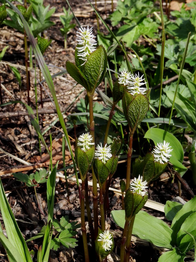 Image of Chloranthus quadrifolius specimen.