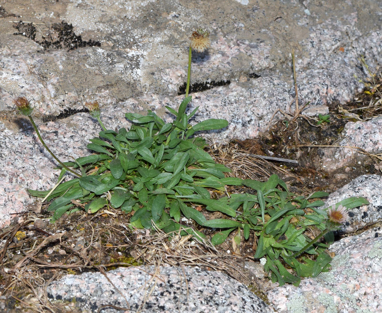 Image of Erigeron pallidus specimen.