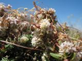 Cuscuta approximata