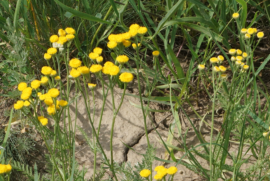 Image of Tanacetum tanacetoides specimen.
