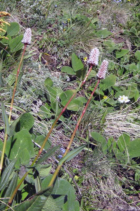 Image of Bistorta elliptica specimen.
