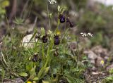 Ophrys speculum. Цветущие растения. Греция, Пелопоннес, Мессения, тропа выше влажного леса возле ущелья Фарангаки Перистерия. 29.03.2015.