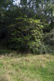 Catalpa bignonioides