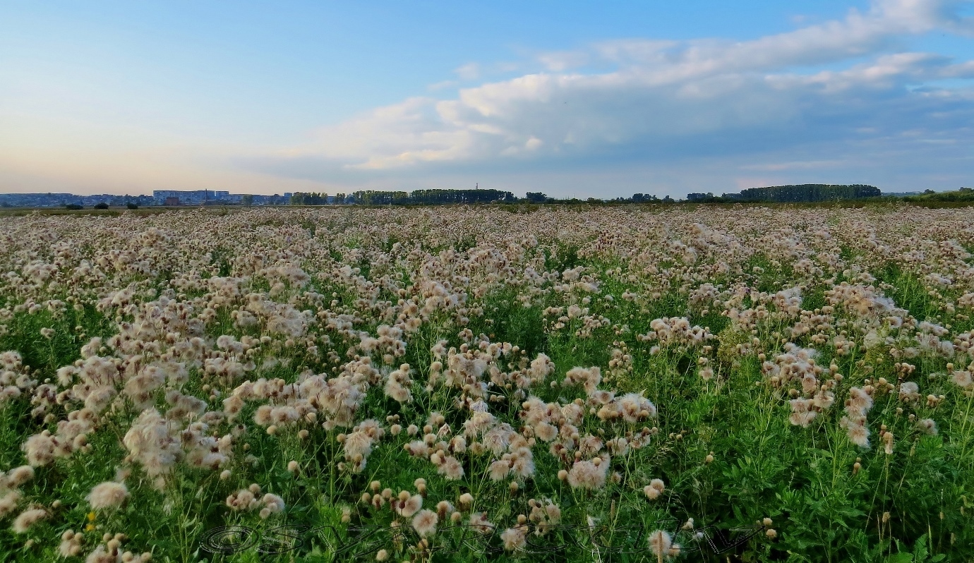 Изображение особи Cirsium setosum.