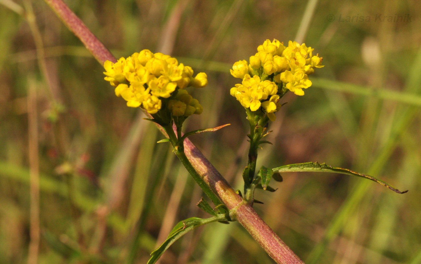 Image of Patrinia scabiosifolia specimen.