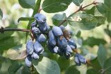 Lonicera altaica. Ветвь с соплодиями. Восточно-Казахстанская обл., Маркакольский заповедник. Август 2008 г.