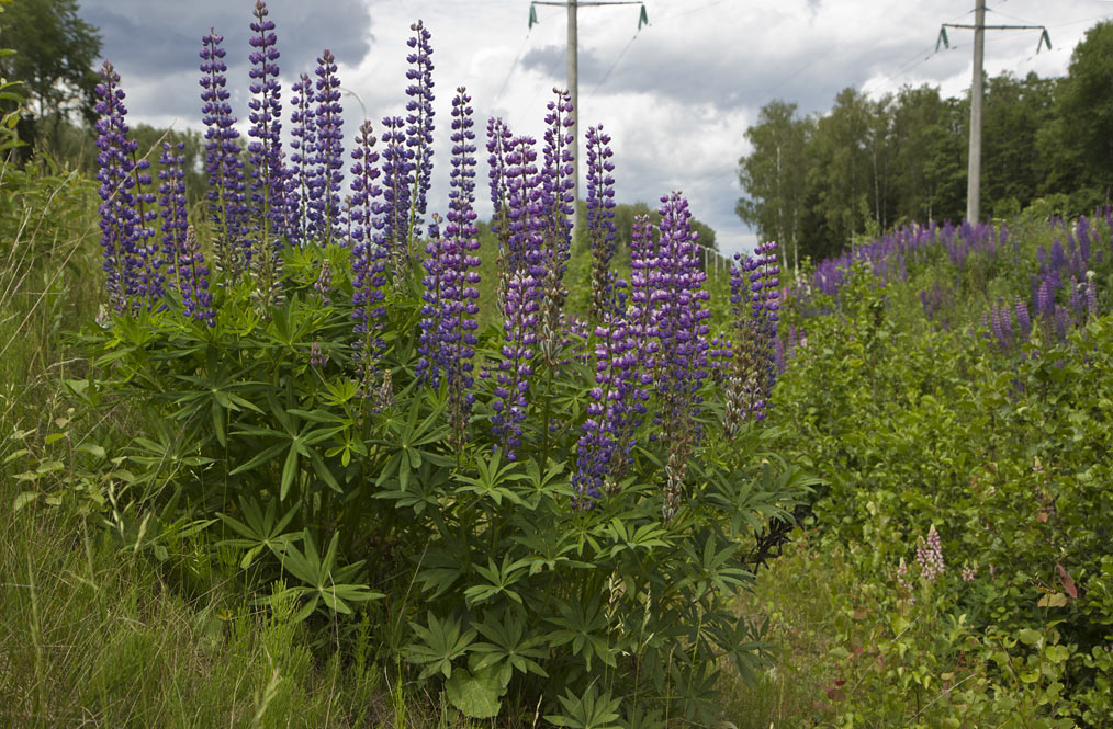 Изображение особи Lupinus &times; regalis.