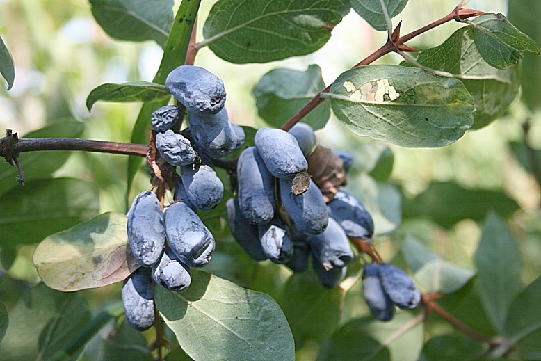 Image of Lonicera altaica specimen.