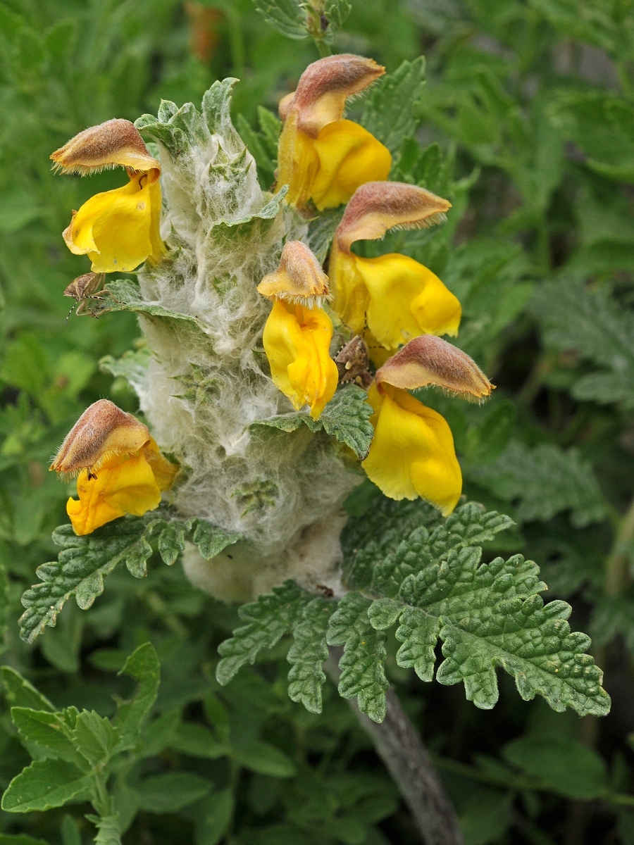 Изображение особи Phlomoides speciosa.