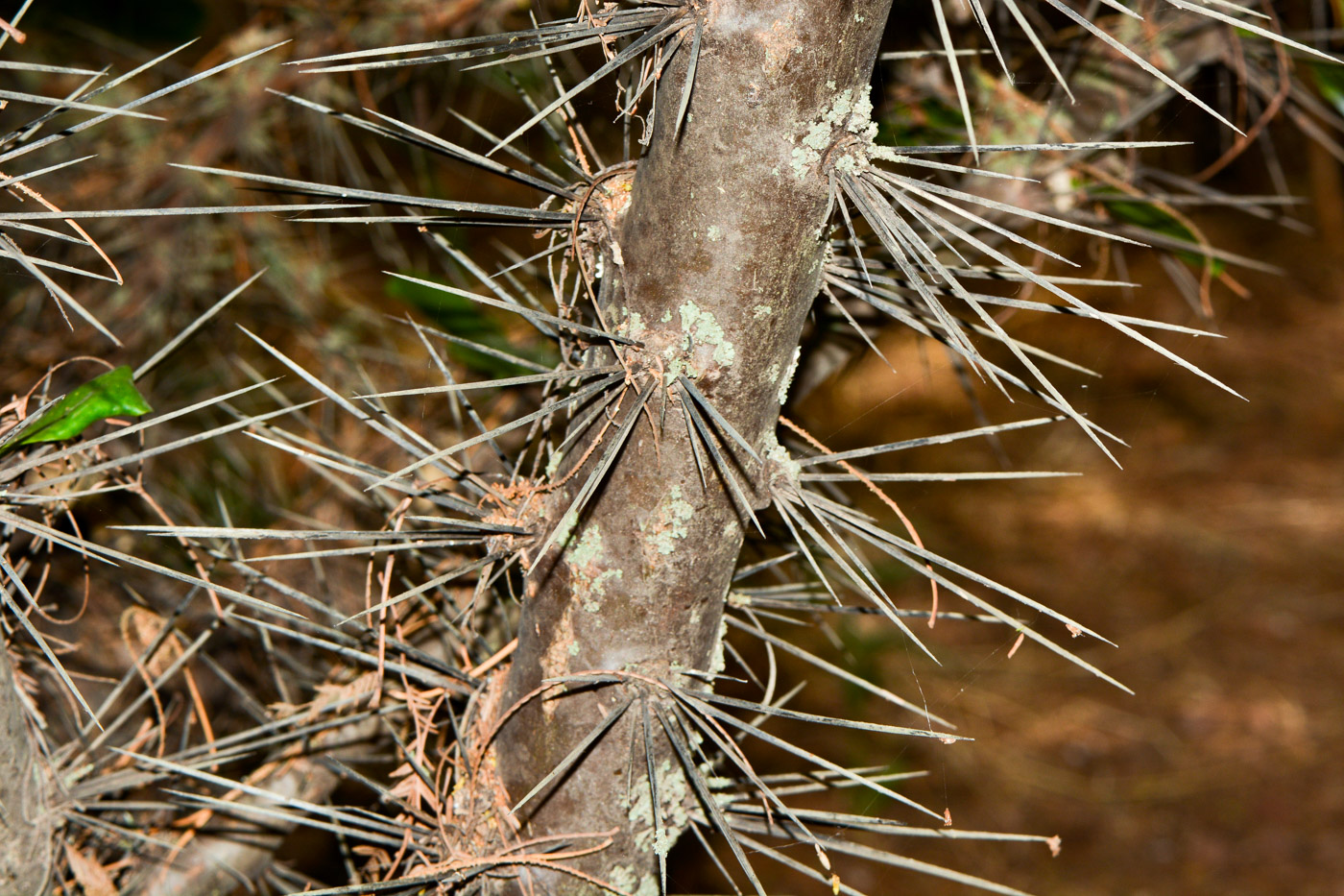 Image of genus Pereskia specimen.