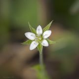 Image of taxon representative. Author is Максим Гуляев