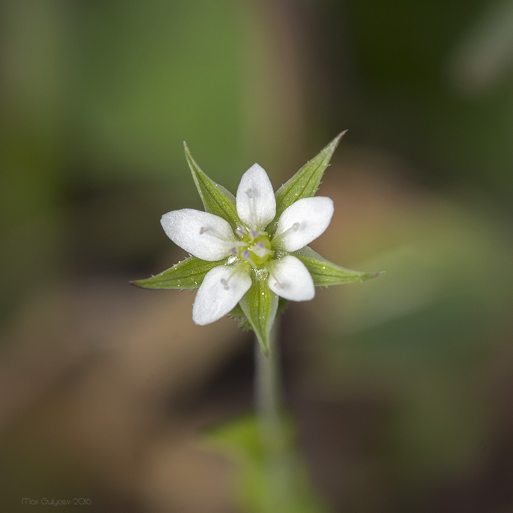 Image of Arenaria serpyllifolia specimen.