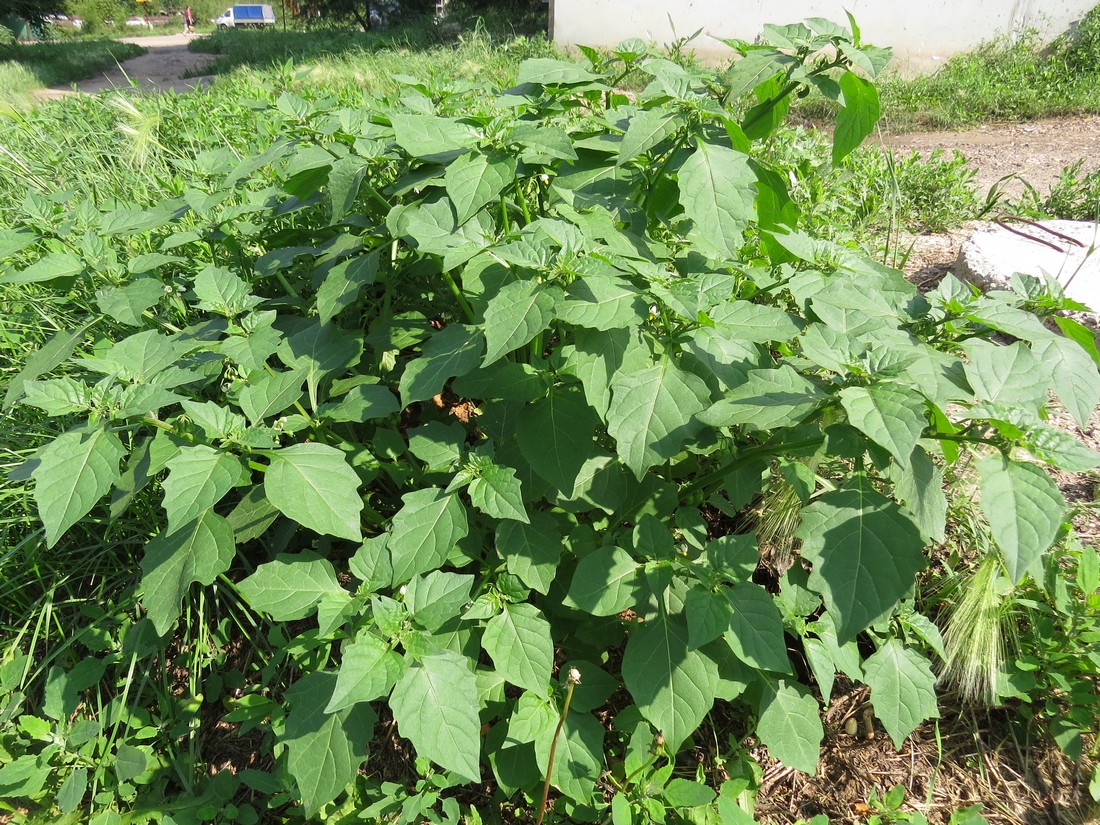 Изображение особи Solanum nigrum.
