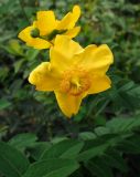 Hypericum hookerianum