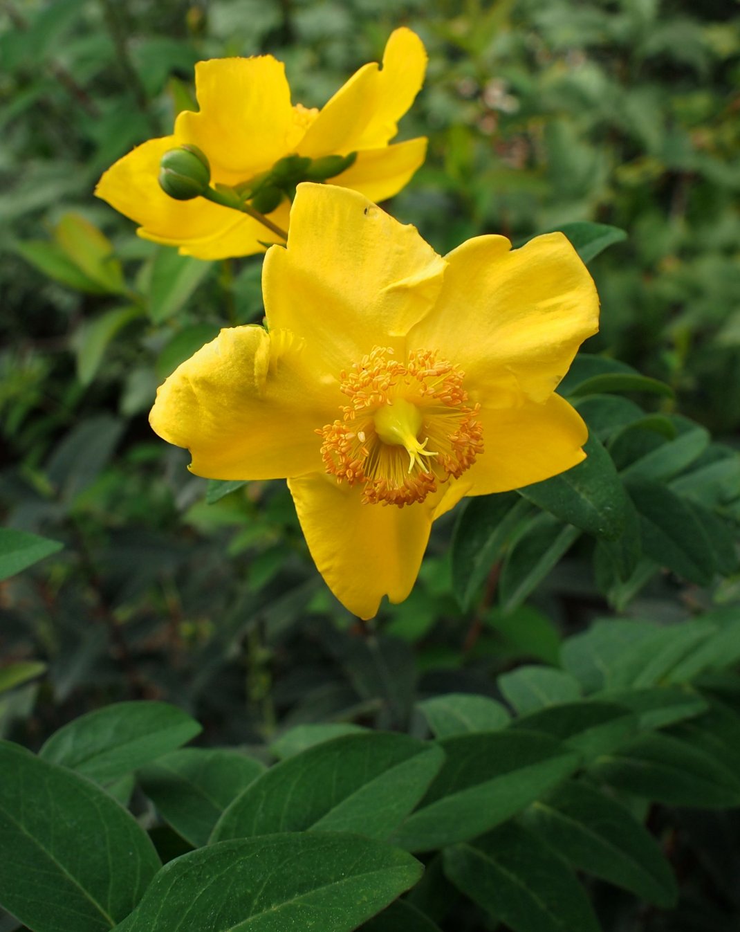 Изображение особи Hypericum hookerianum.