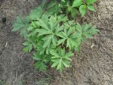 Pulsatilla patens. Вегетирующее растение. Иркутская обл., Ангарский р-н, окр. дер. Зуй, тропинка в сосново-берёзовом лесу. 25.06.2016.