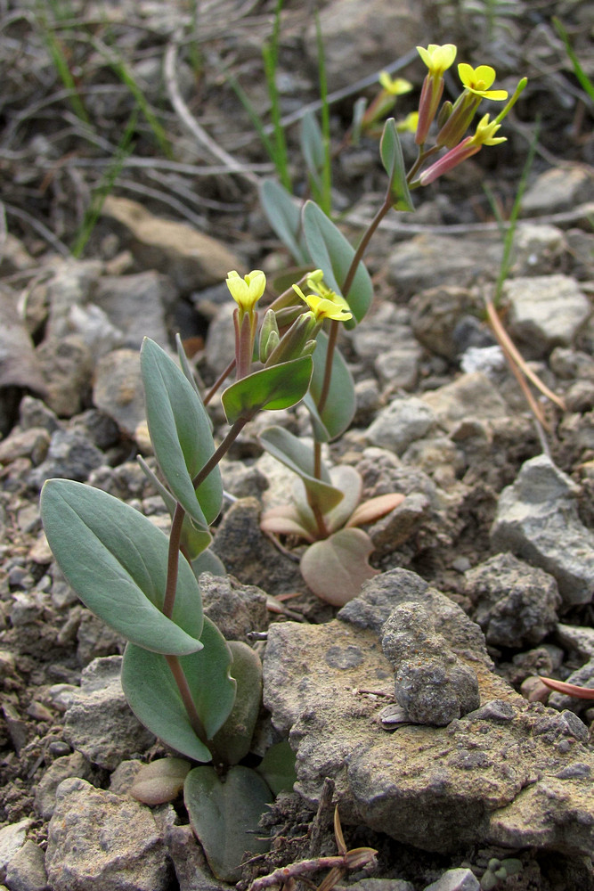 Image of Conringia clavata specimen.