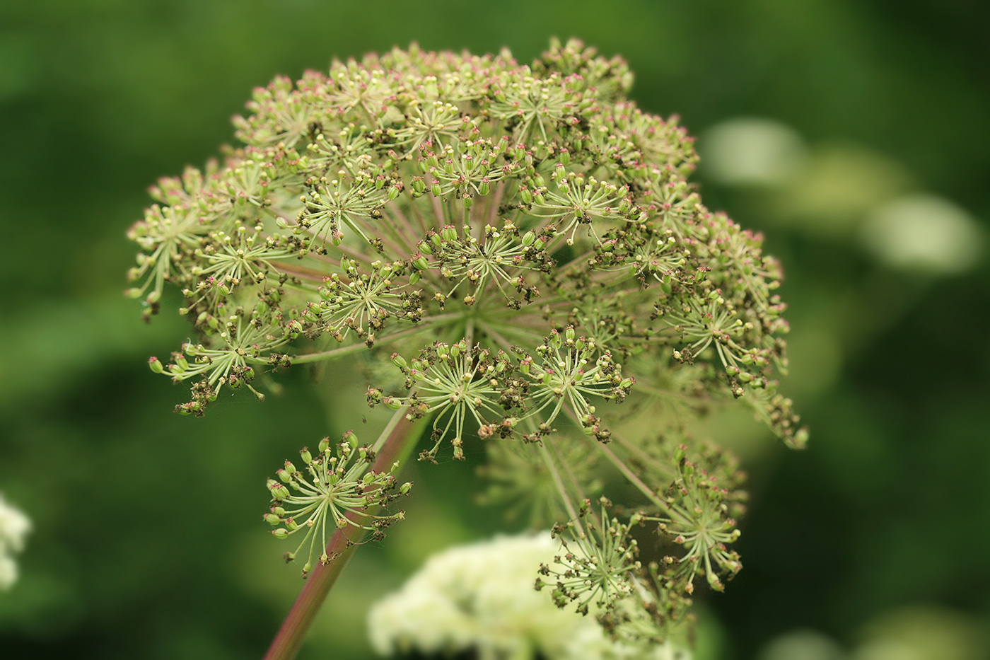 Image of Angelica genuflexa specimen.