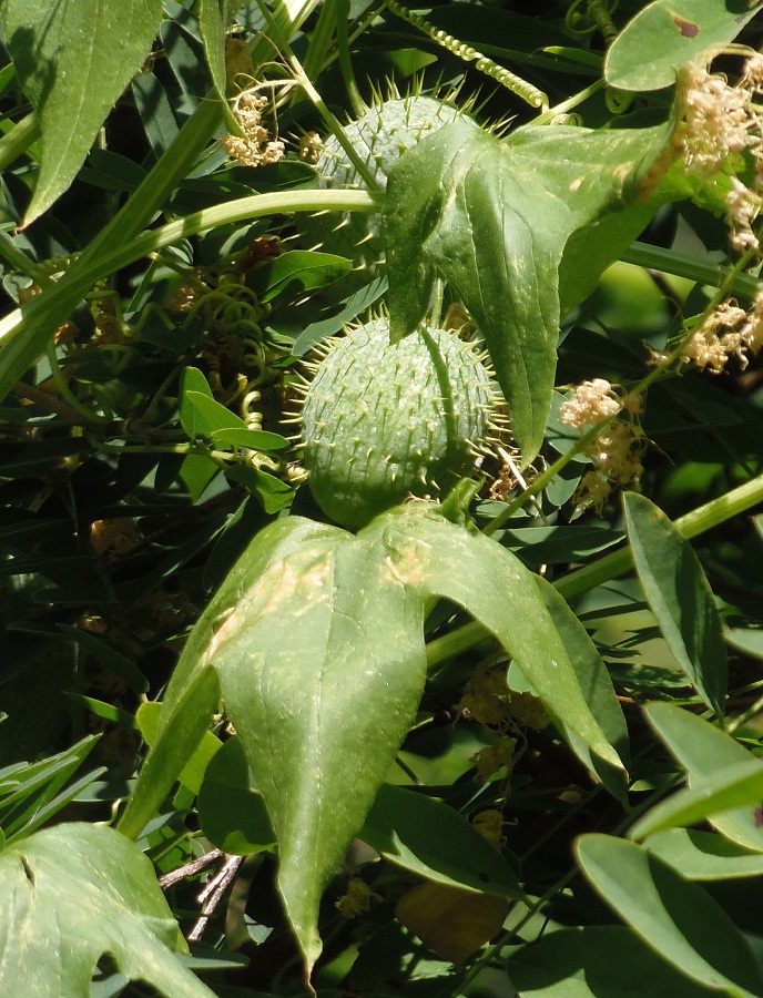 Изображение особи Echinocystis lobata.