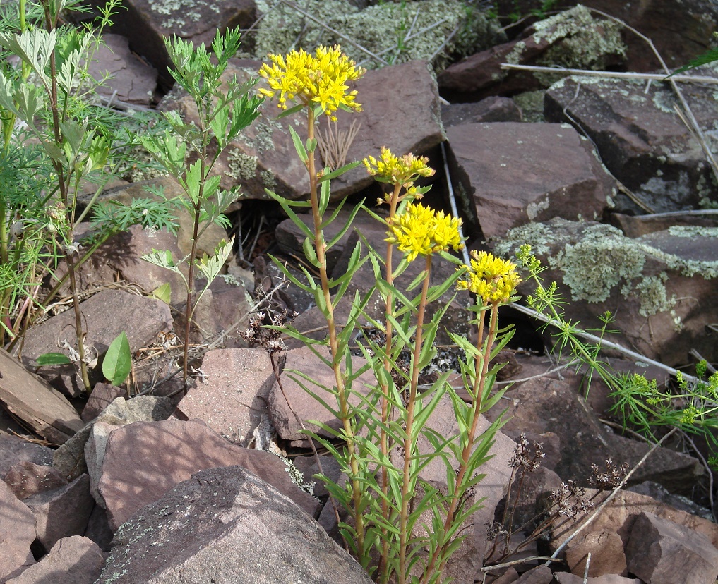 Изображение особи Aizopsis baicalensis.