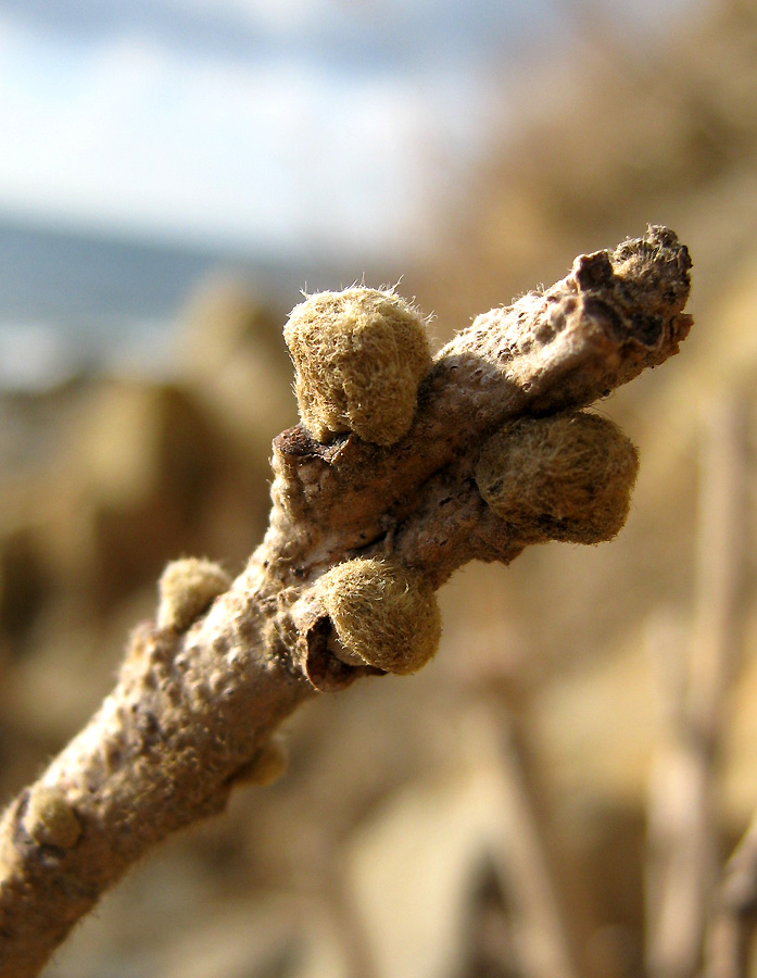 Изображение особи Rhus coriaria.