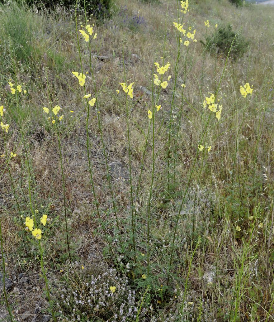 Image of Verbascum roripifolium specimen.