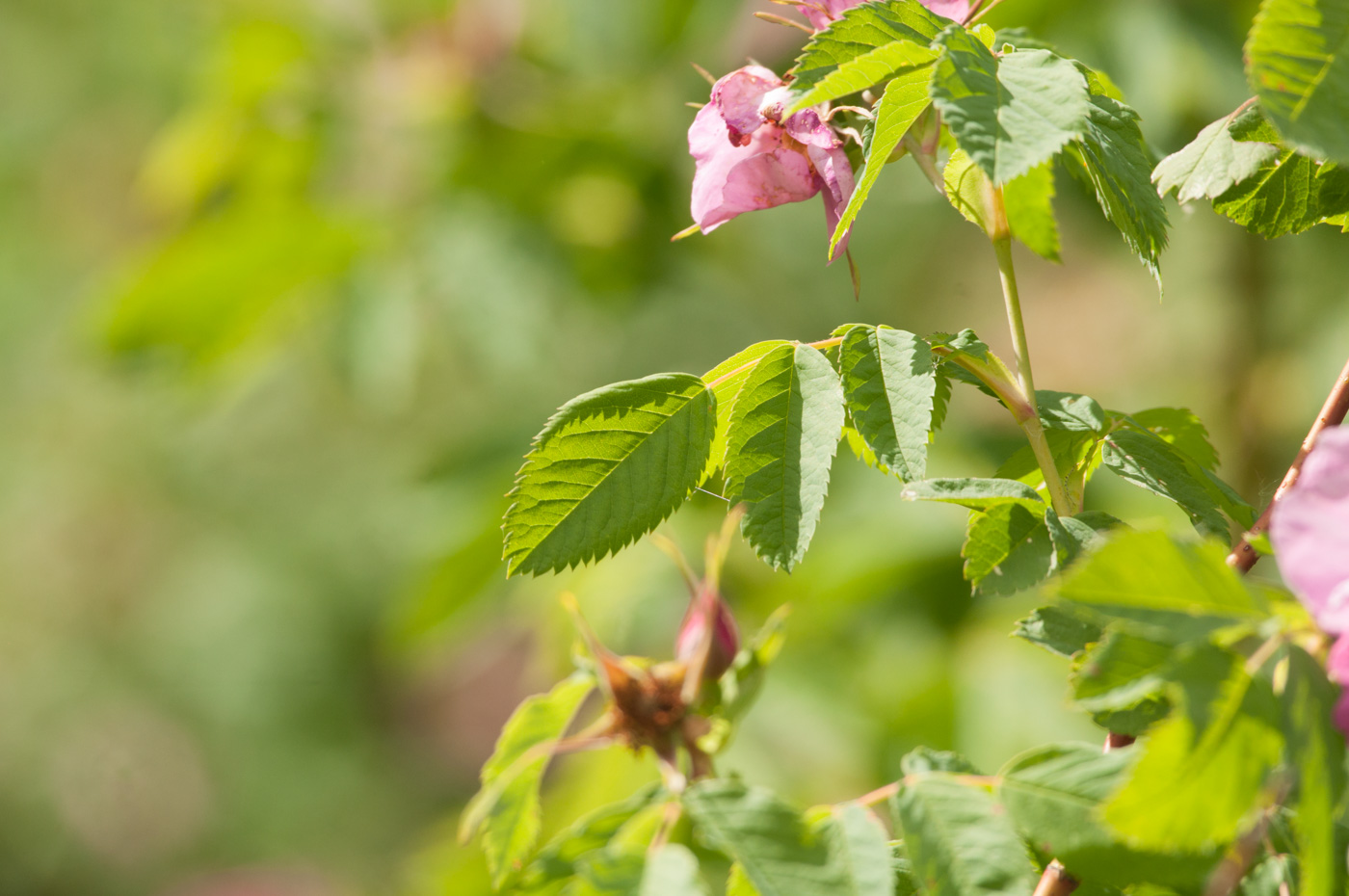 Изображение особи Rosa glabrifolia.