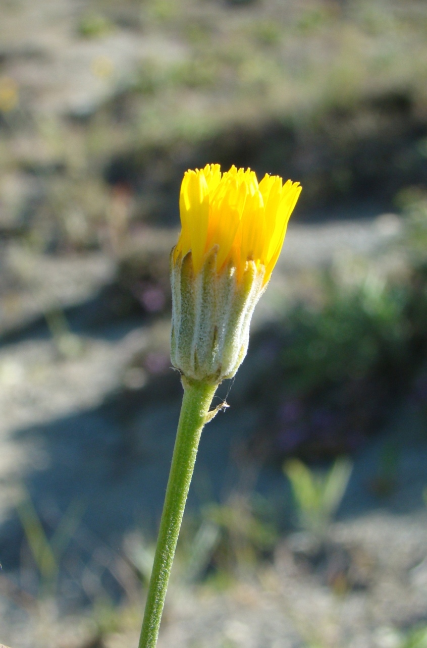 Изображение особи Crepis pannonica.