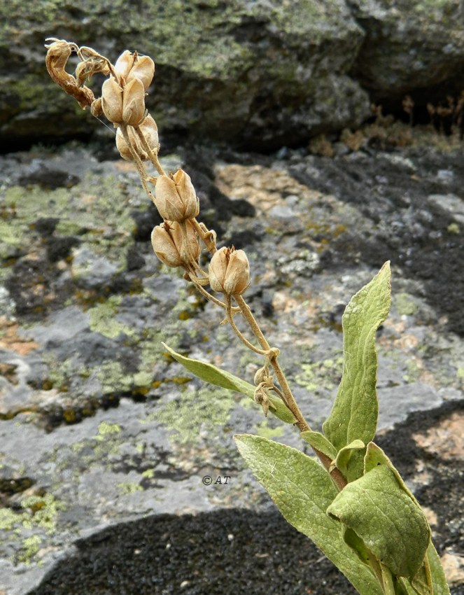Image of Digitalis thapsi specimen.