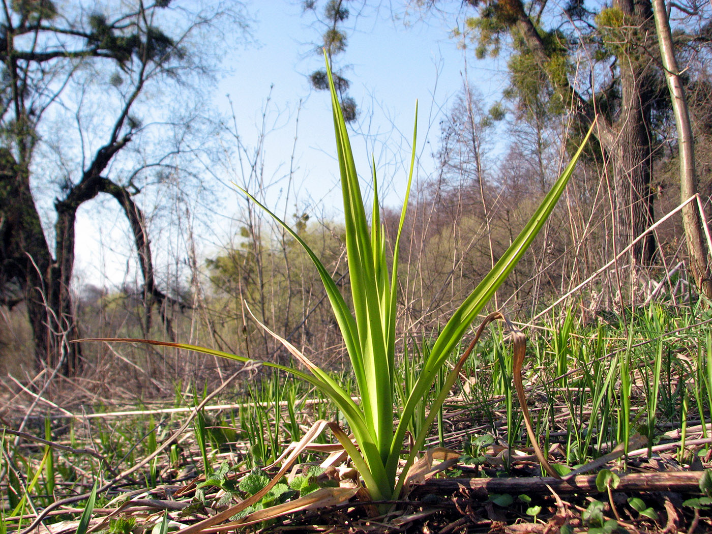 Image of genus Scirpus specimen.