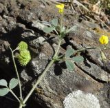 род Medicago
