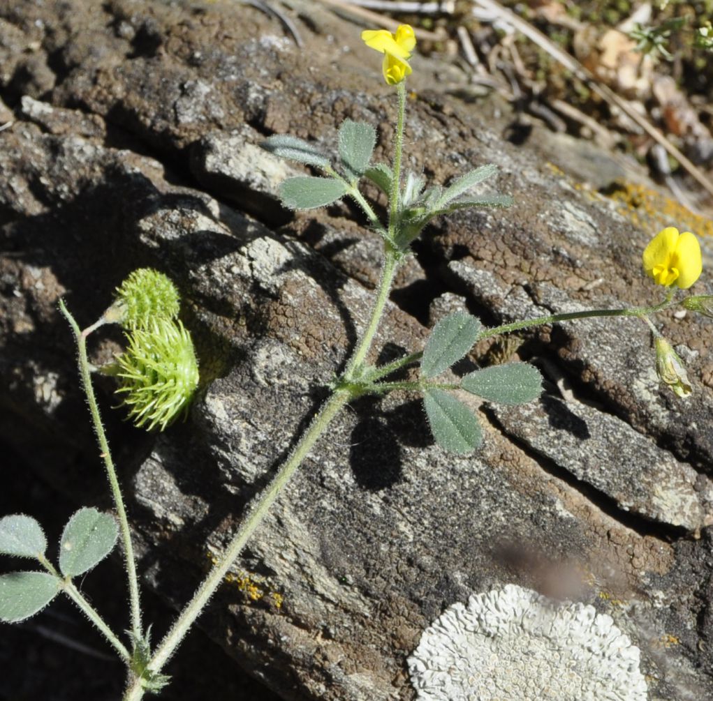 Изображение особи род Medicago.