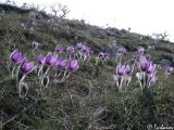 Pulsatilla taurica