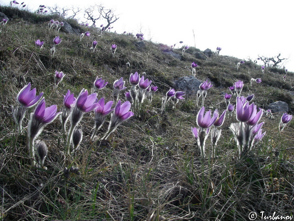 Image of Pulsatilla taurica specimen.