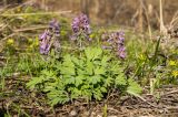 Corydalis solida