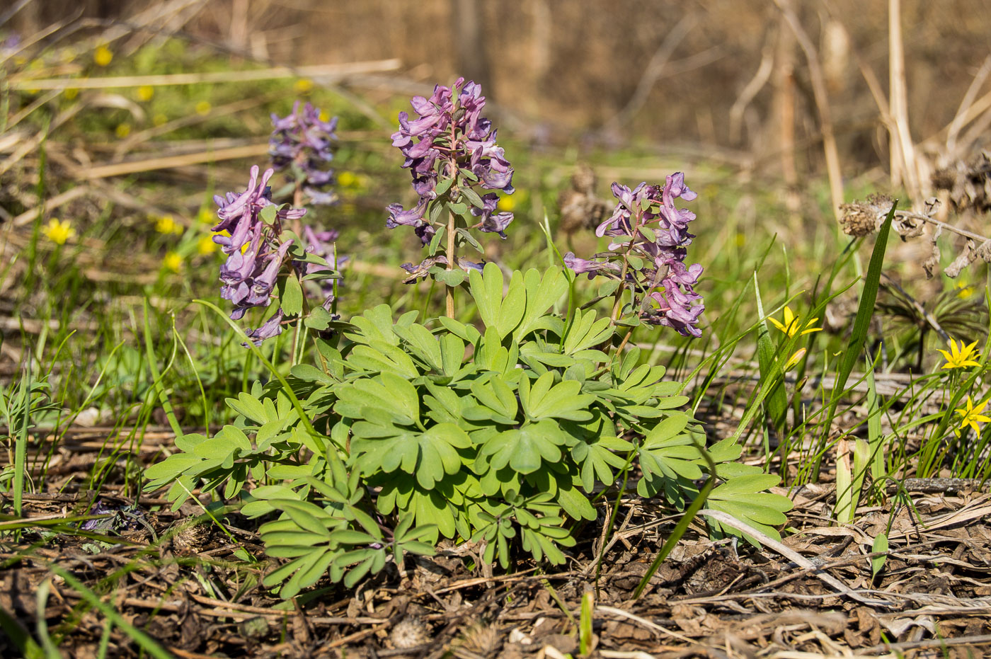 Изображение особи Corydalis solida.