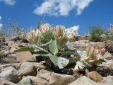 Hedysarum plumosum