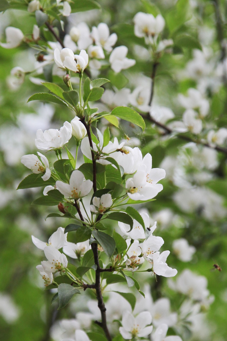 Image of Malus sylvestris specimen.