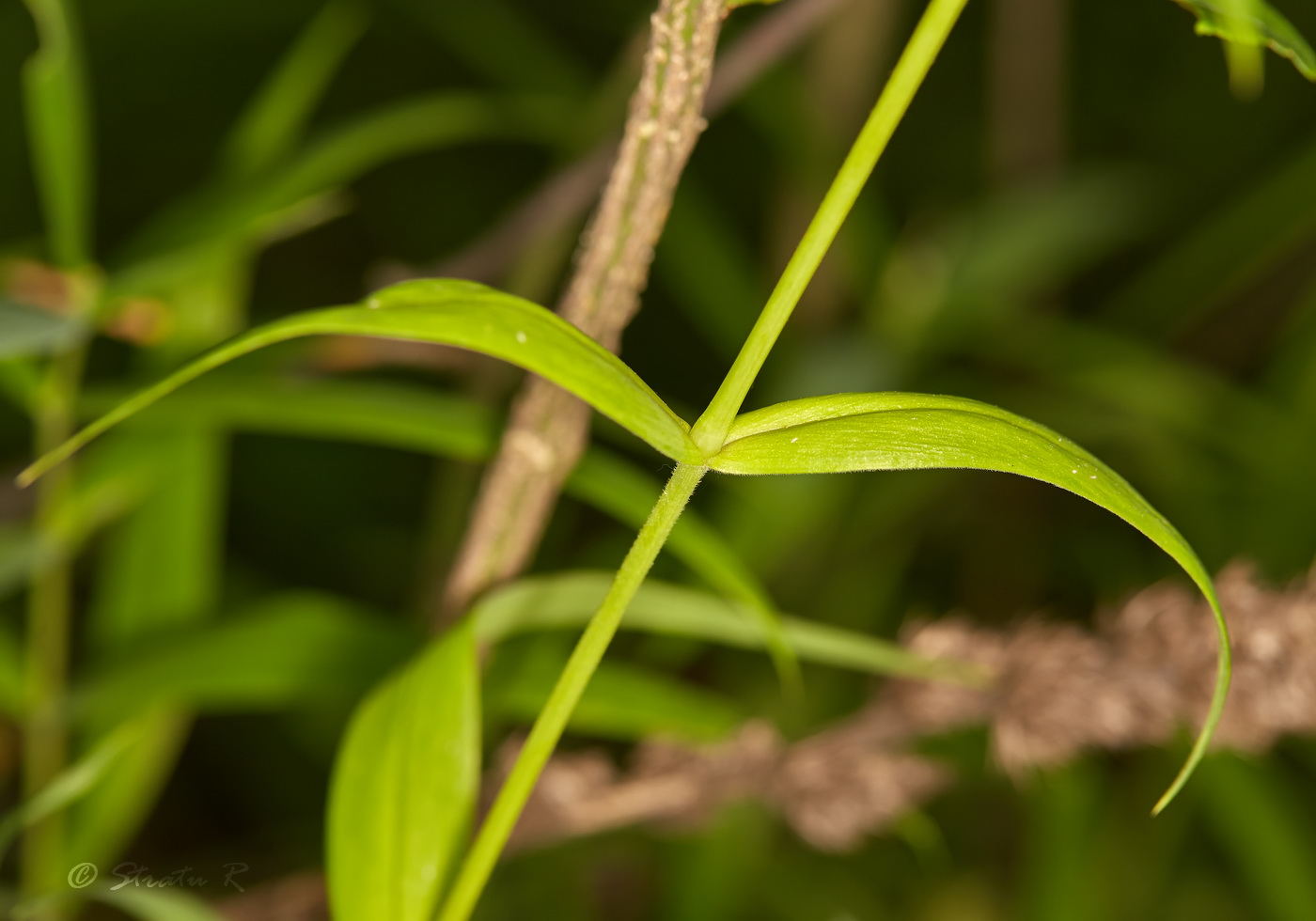 Image of Stellaria holostea specimen.